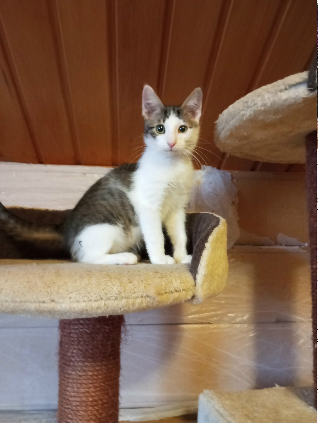 Найдена собака в Орехово-Зуеве — фото объявления