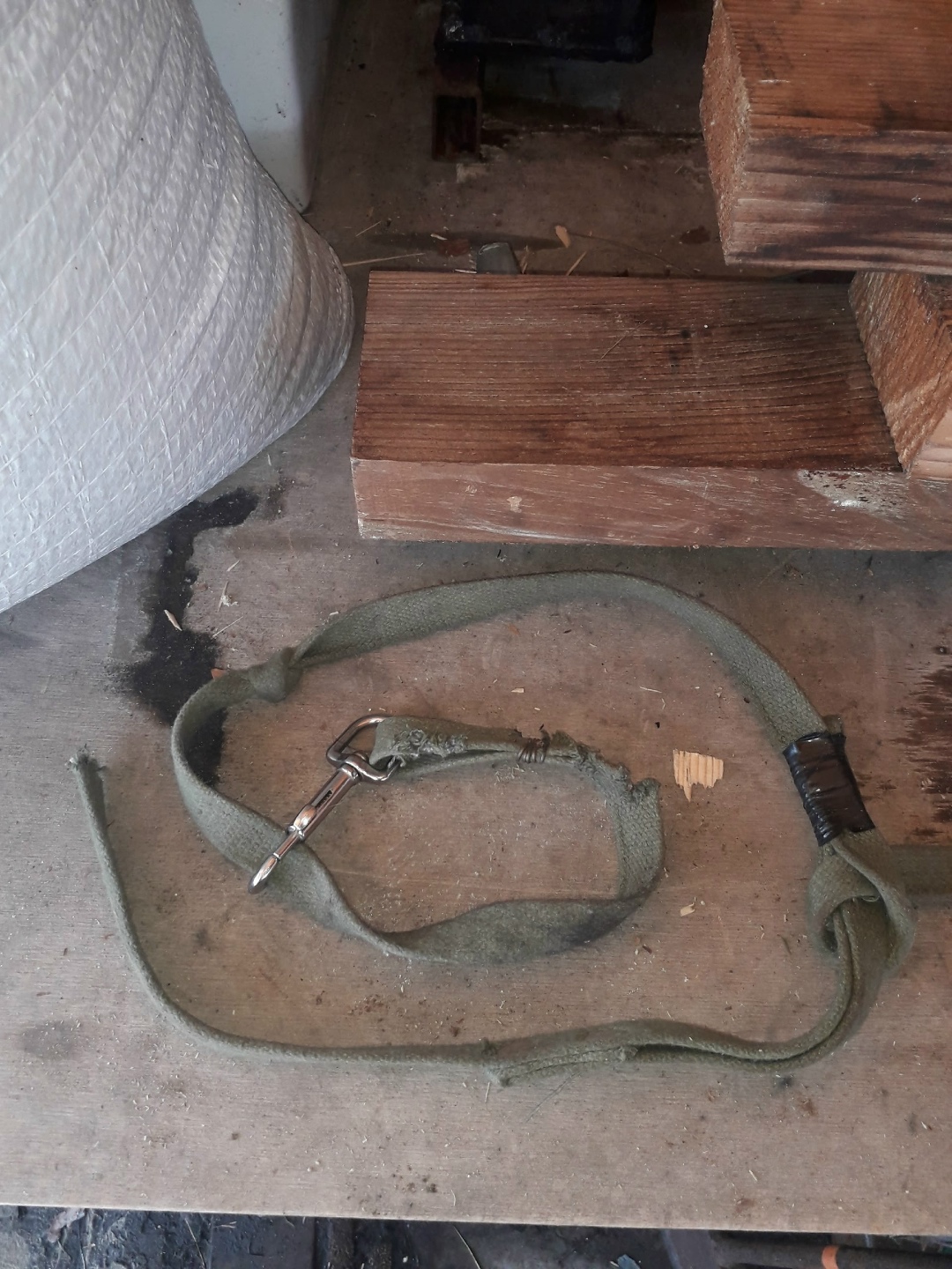 Найдена собака в Орехово-Зуеве — фото объявления