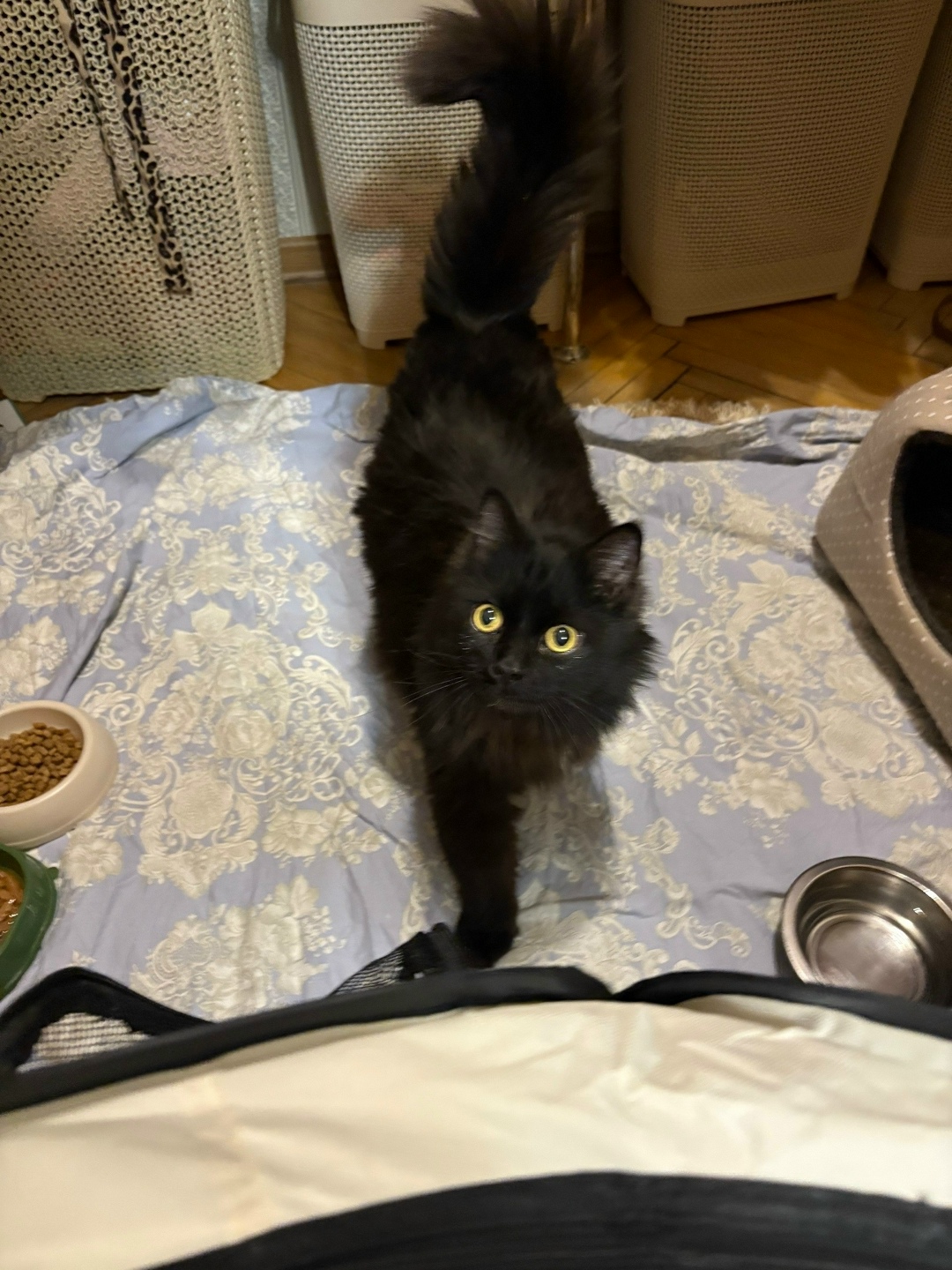 Найдена кошка в Орехово-Зуеве — фото объявления