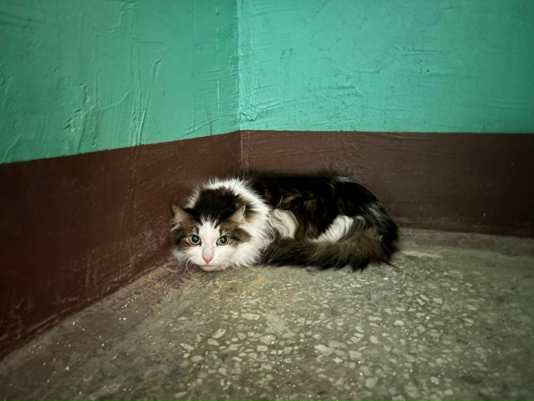 Найдена кошка в Орехово-Зуеве — фото объявления