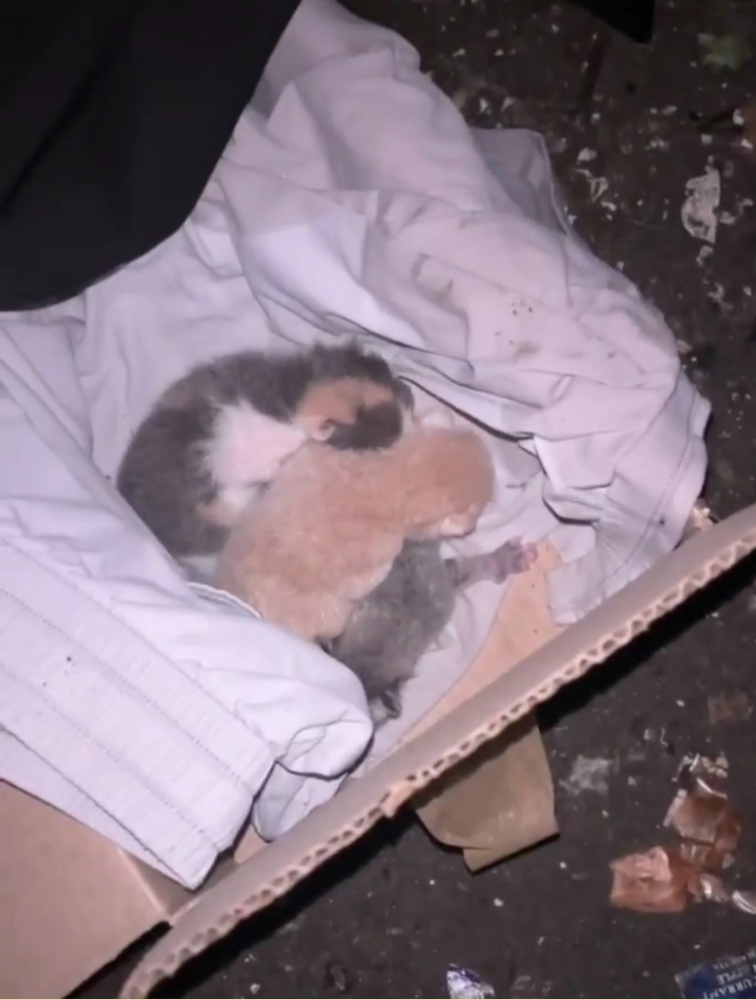 Найдена кошка в Орехово-Зуеве — фото объявления