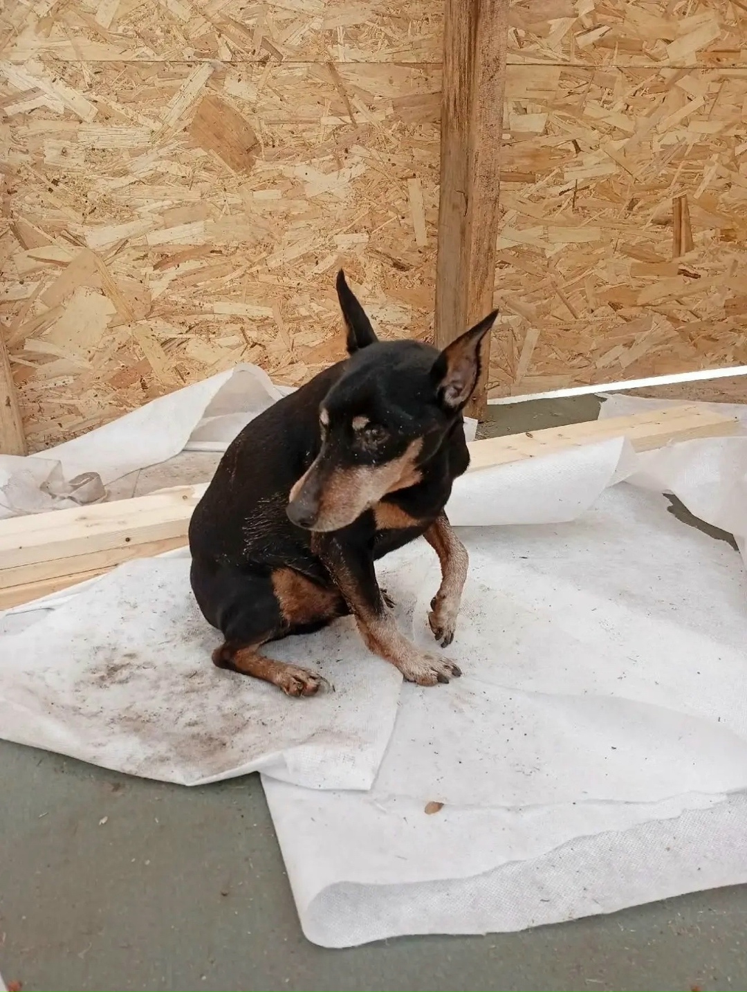 Найдена собака в Орехово-Зуеве — фото объявления