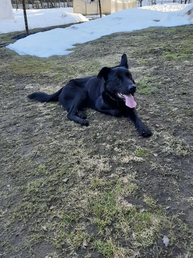 Найдена собака в Орехово-Зуеве — фото объявления