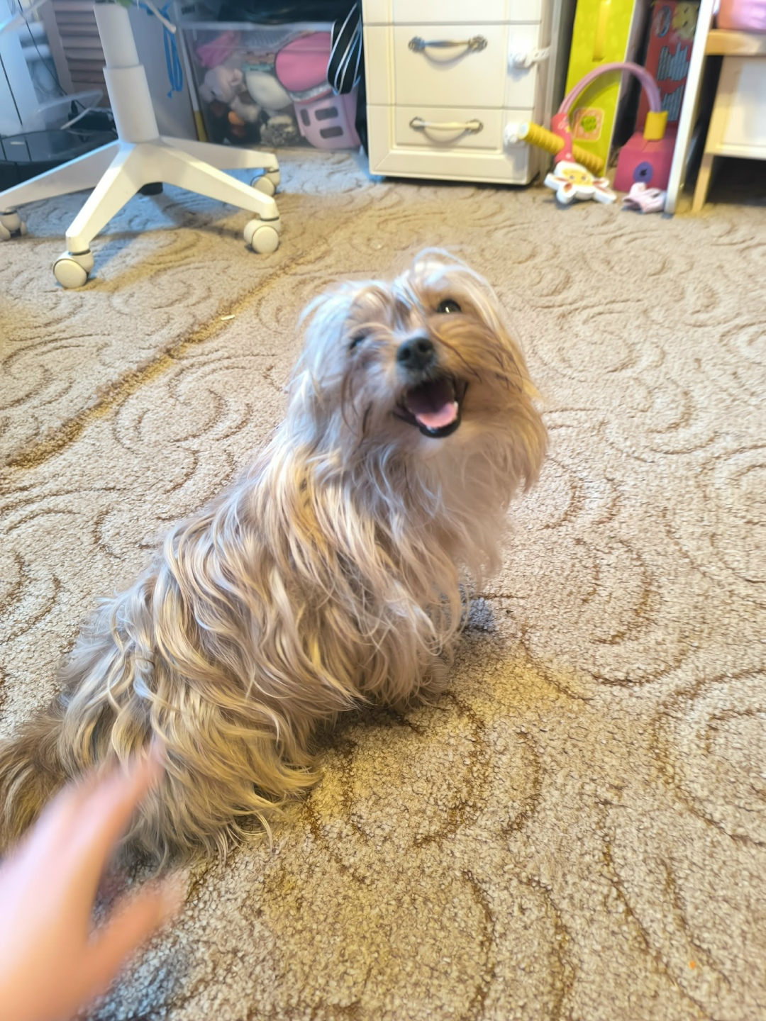 Найдена собака в Орехово-Зуеве — фото объявления