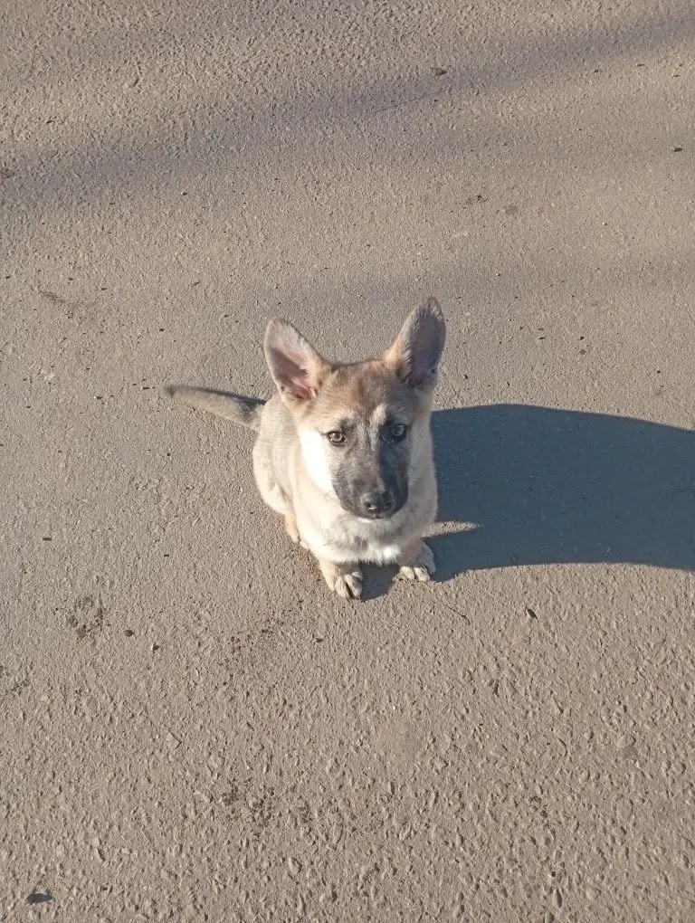 Найдена собака в Орехово-Зуеве — фото объявления
