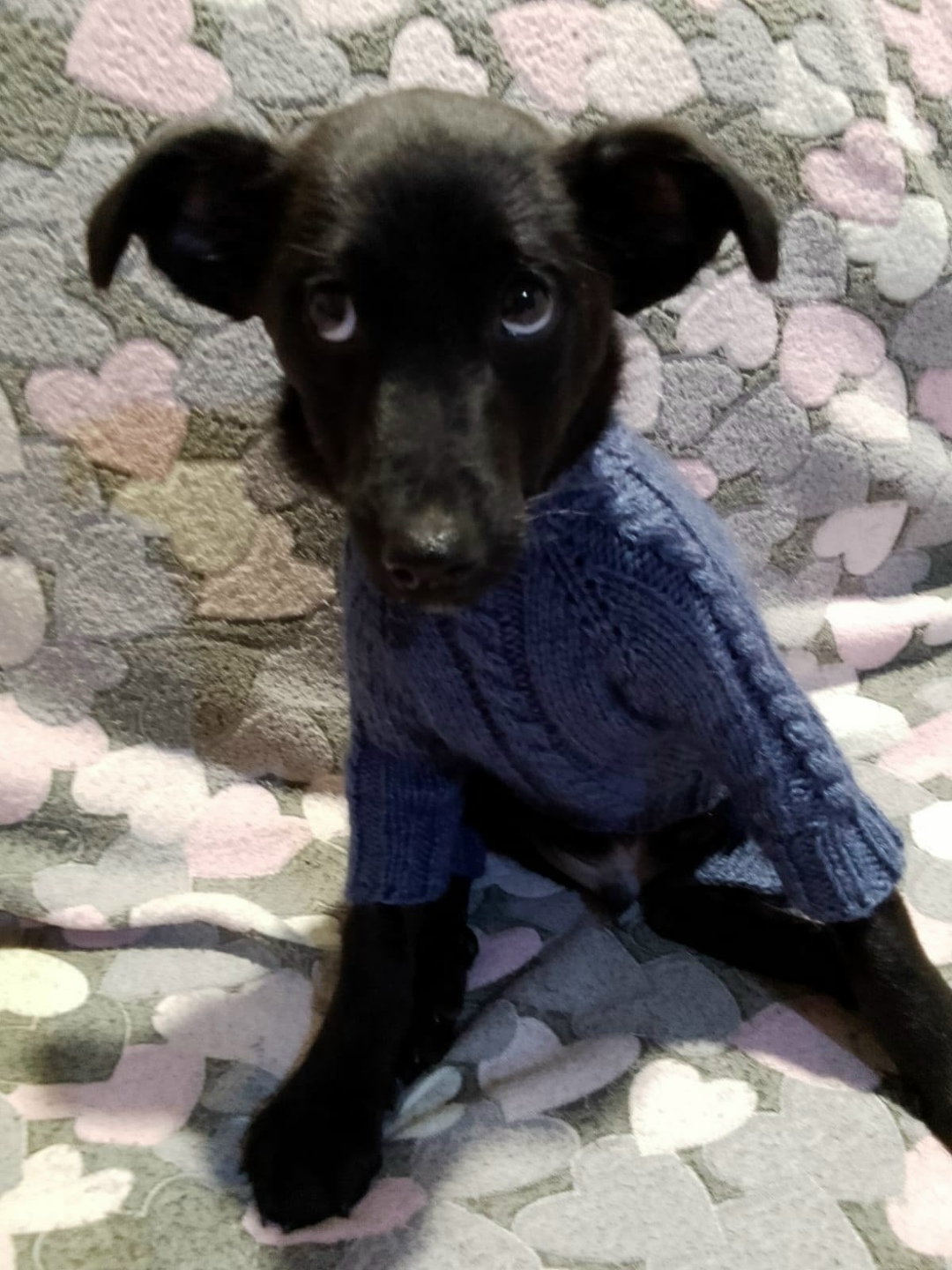 Найдена собака в Орехово-Зуеве — фото объявления