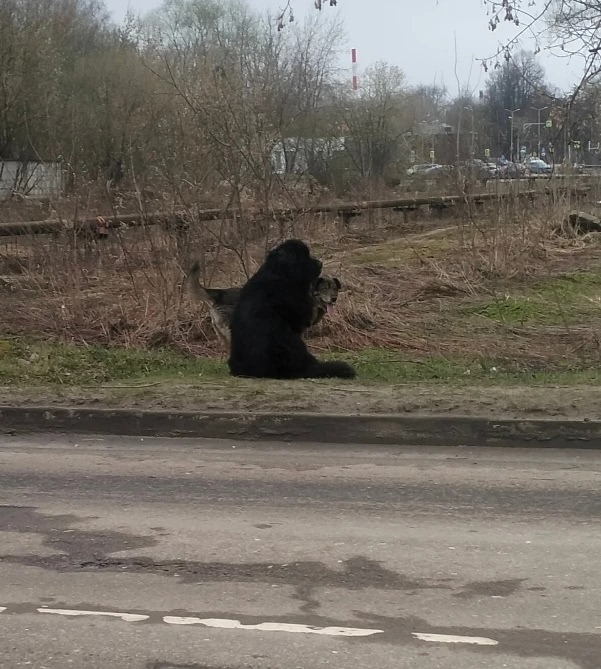 Найдена собака в Орехово-Зуеве — фото объявления