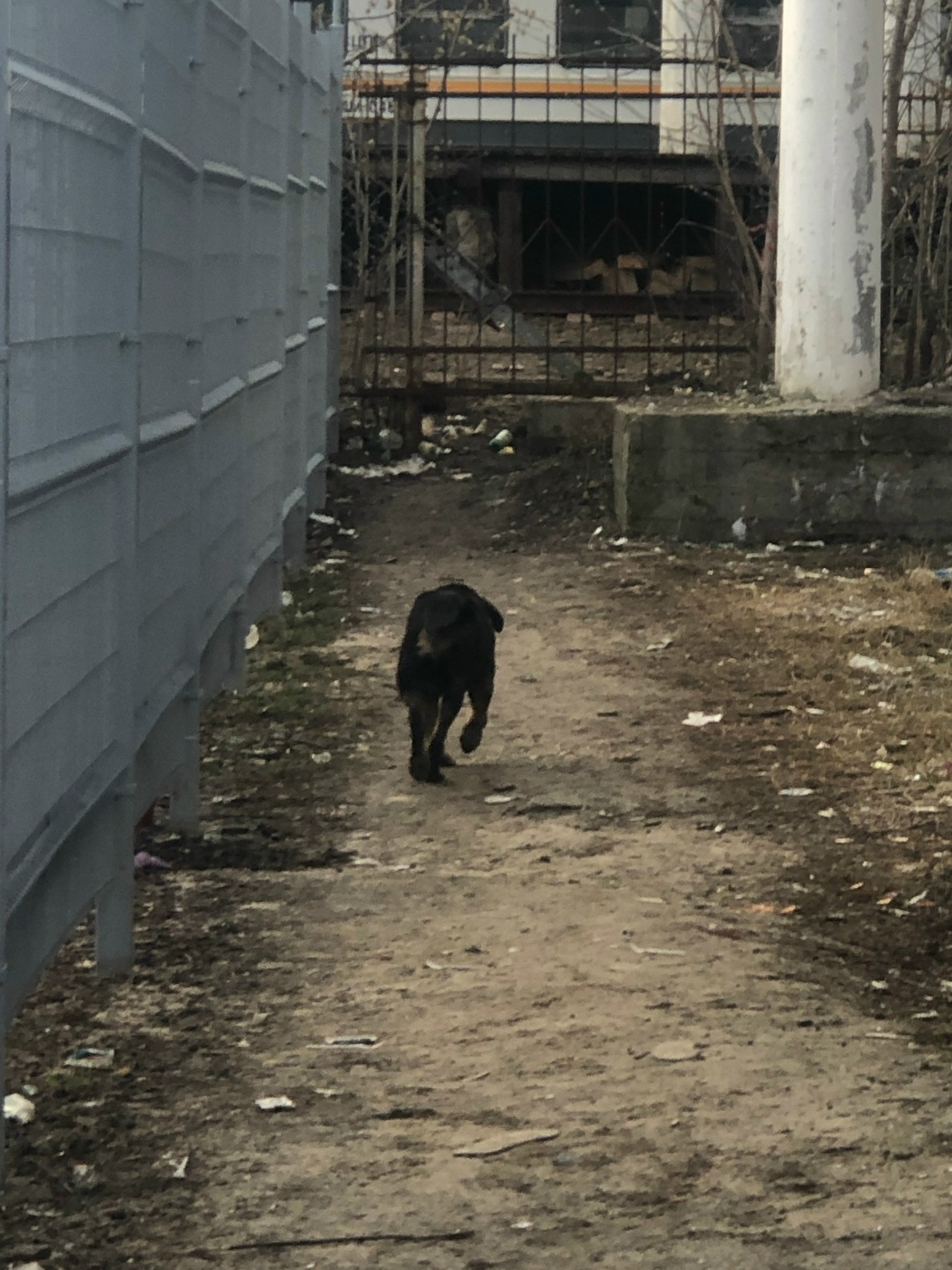 Найдена собака в Орехово-Зуеве — фото объявления