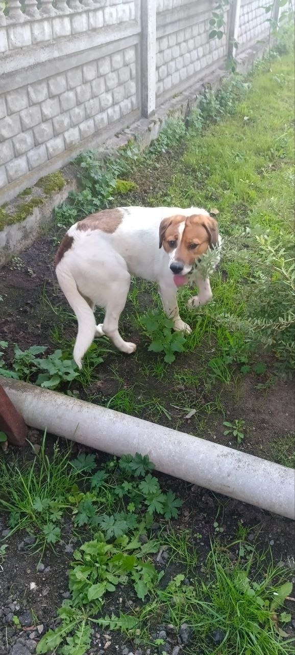 Найдена собака в Орехово-Зуеве — фото объявления