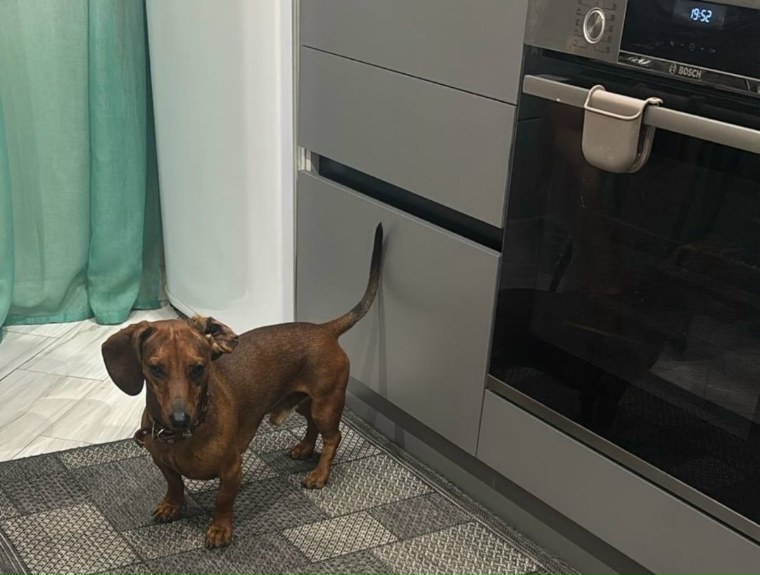 Пропала собака в Орехово-Зуеве — фото объявления