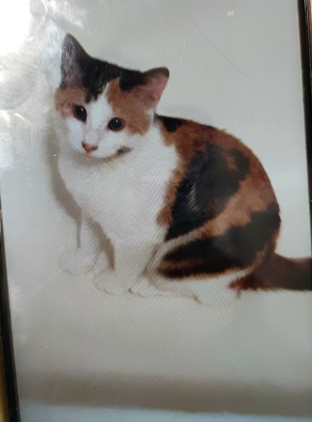 Пропала кошка в Орехово-Зуеве — фото объявления