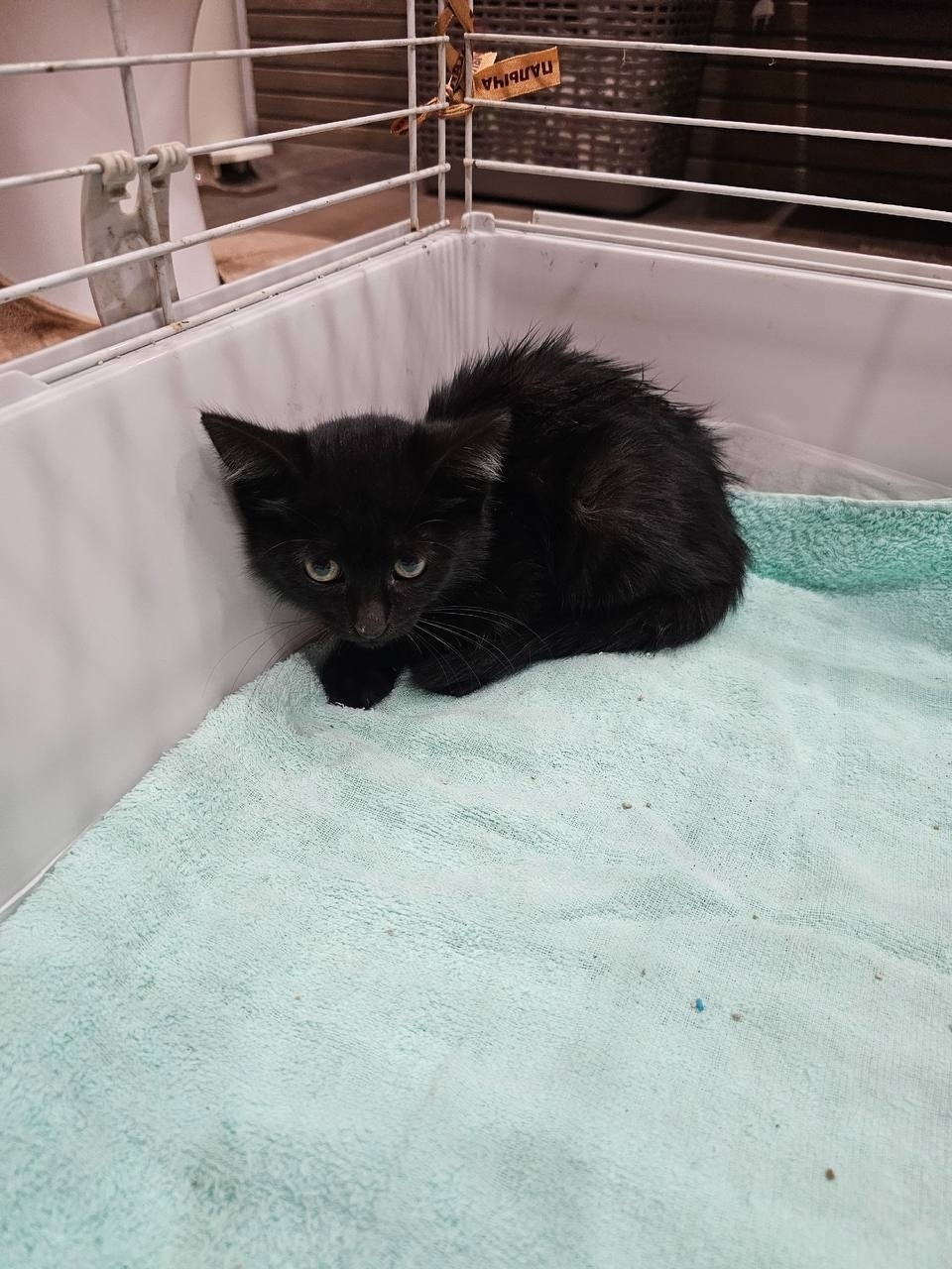 Найдена кошка в Орехово-Зуеве — фото объявления