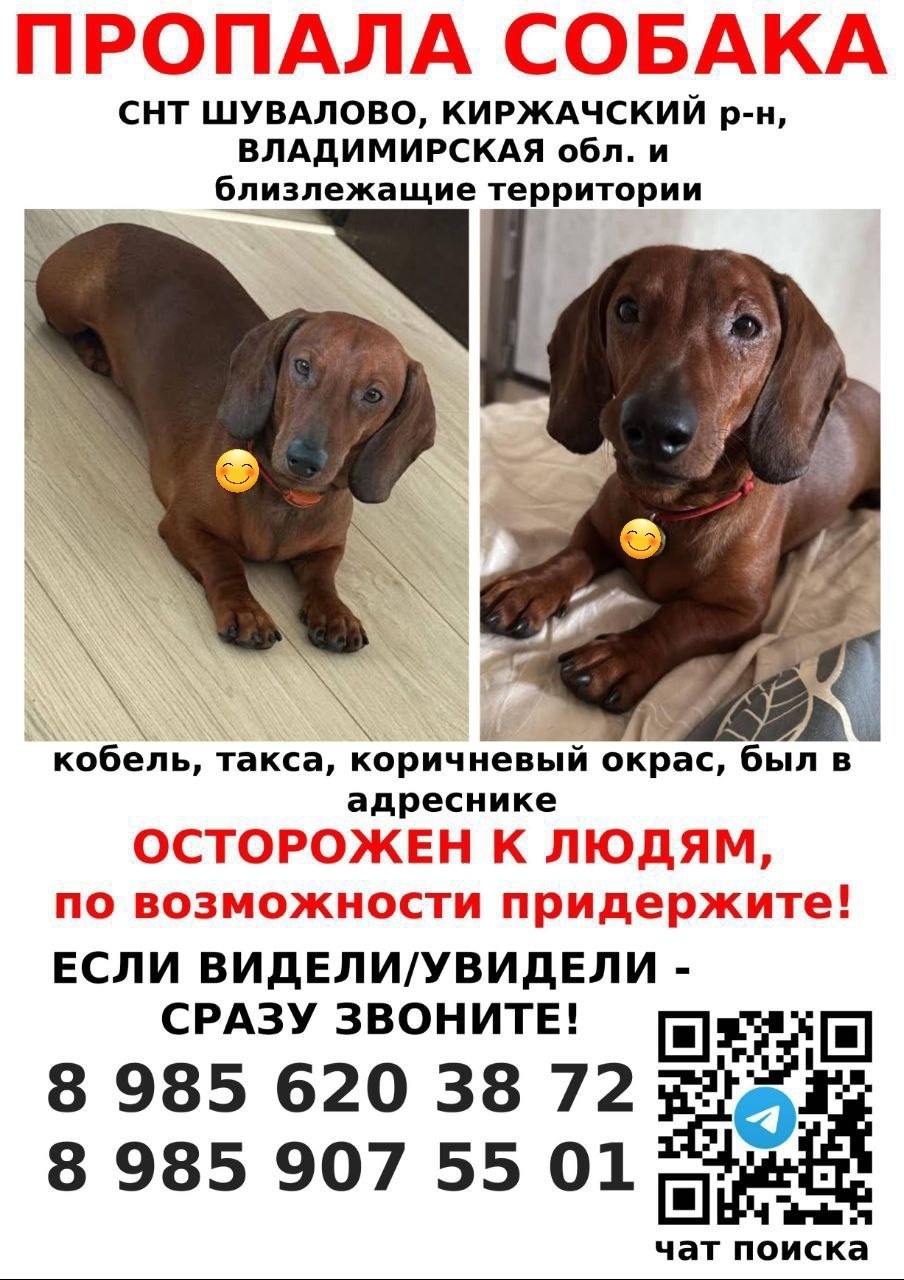 Пропала собака в Орехово-Зуеве — фото объявления