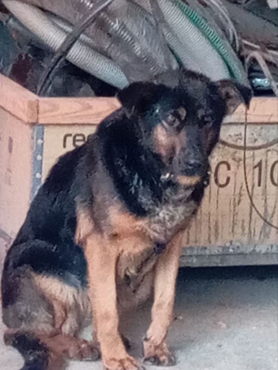 Найдена собака в Орехово-Зуеве — фото объявления