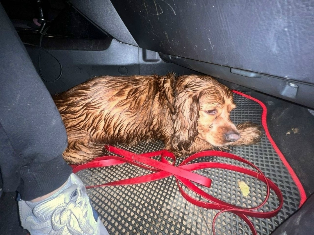 Найдена собака в Орехово-Зуеве — фото объявления