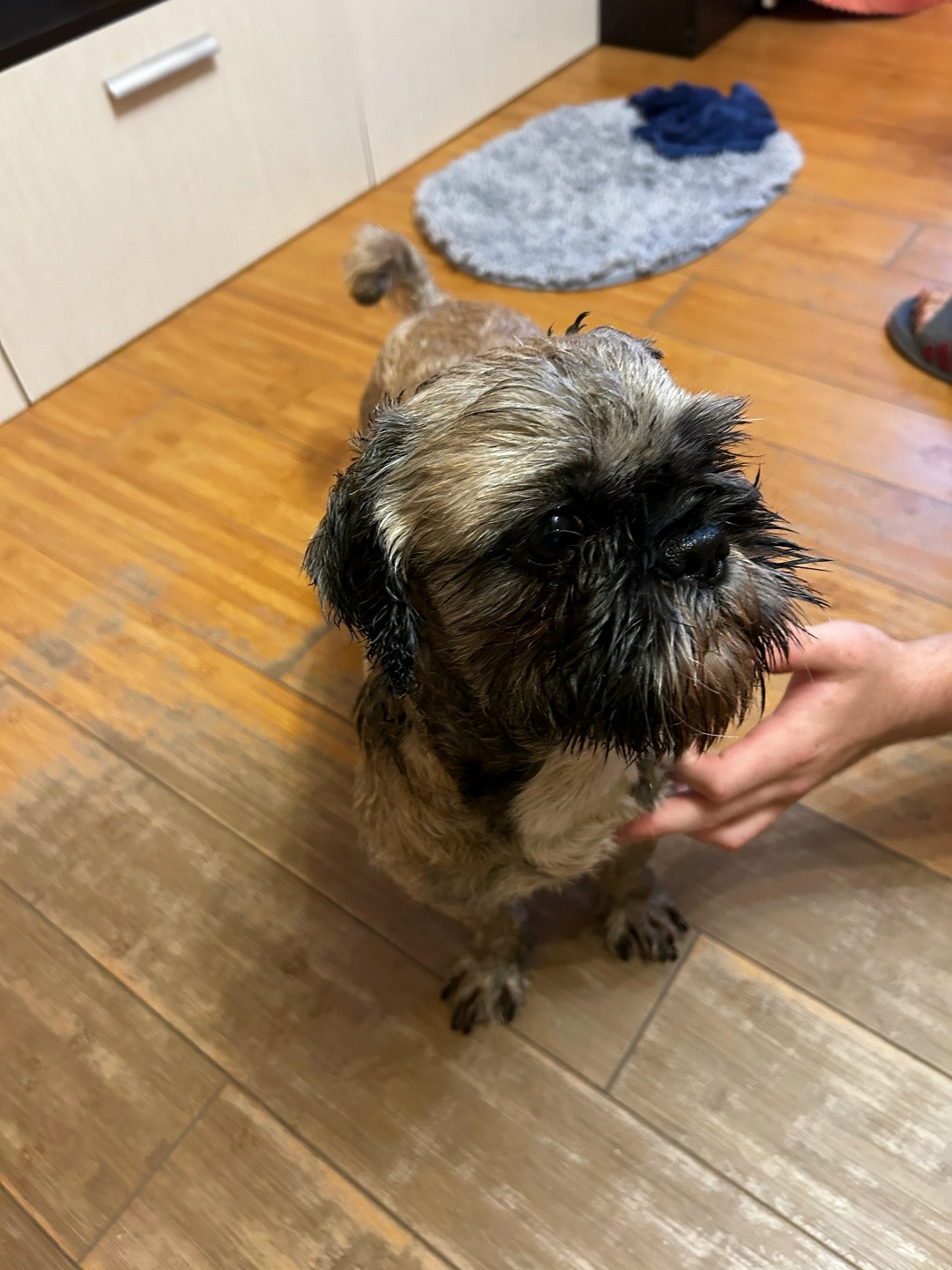 Найдена собака в Орехово-Зуеве — фото объявления