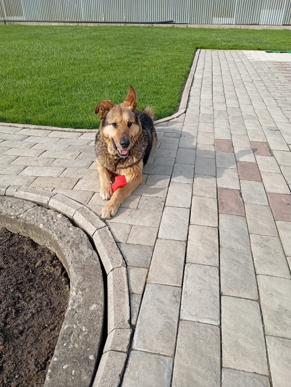 Пропала собака в Орехово-Зуеве — фото объявления