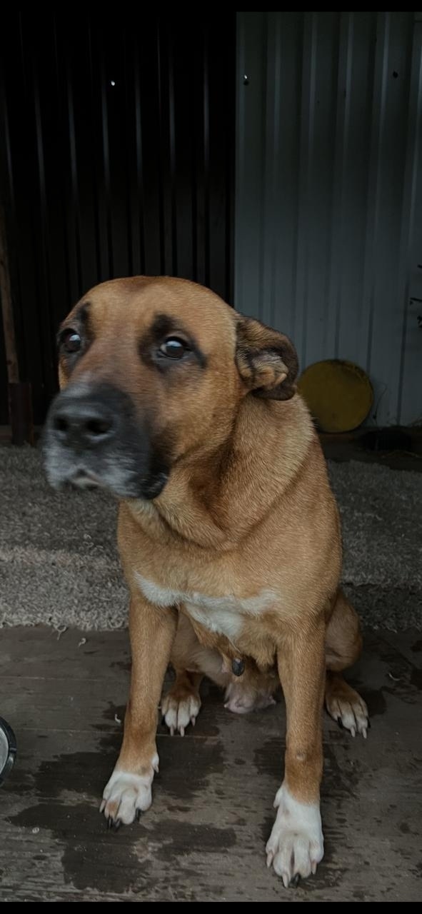 Найдена собака в Орехово-Зуеве — фото объявления