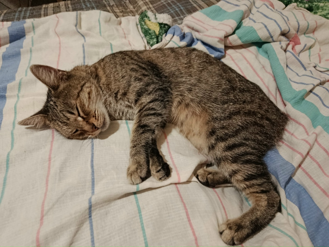 Пропала кошка в Орехово-Зуеве — фото объявления