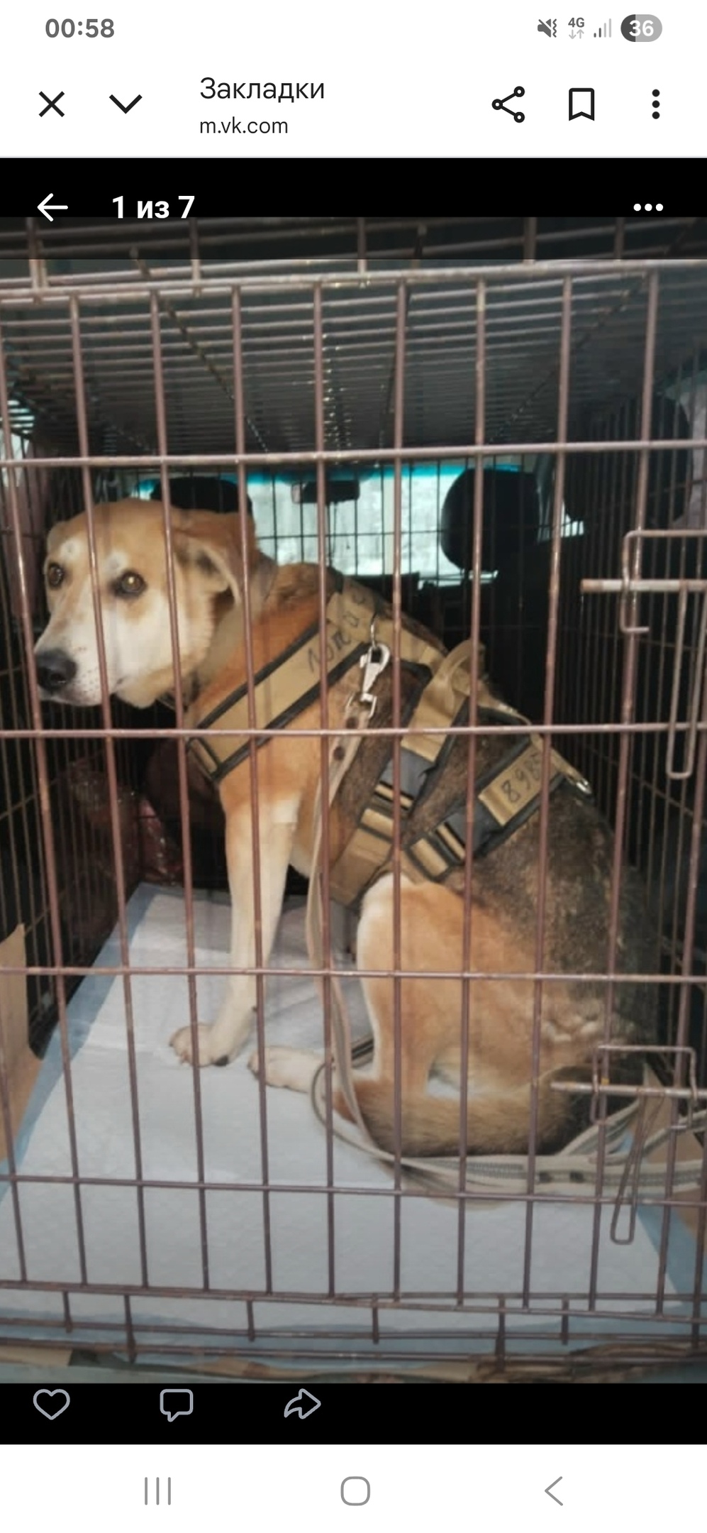 Пропала собака в Орехово-Зуеве — фото объявления