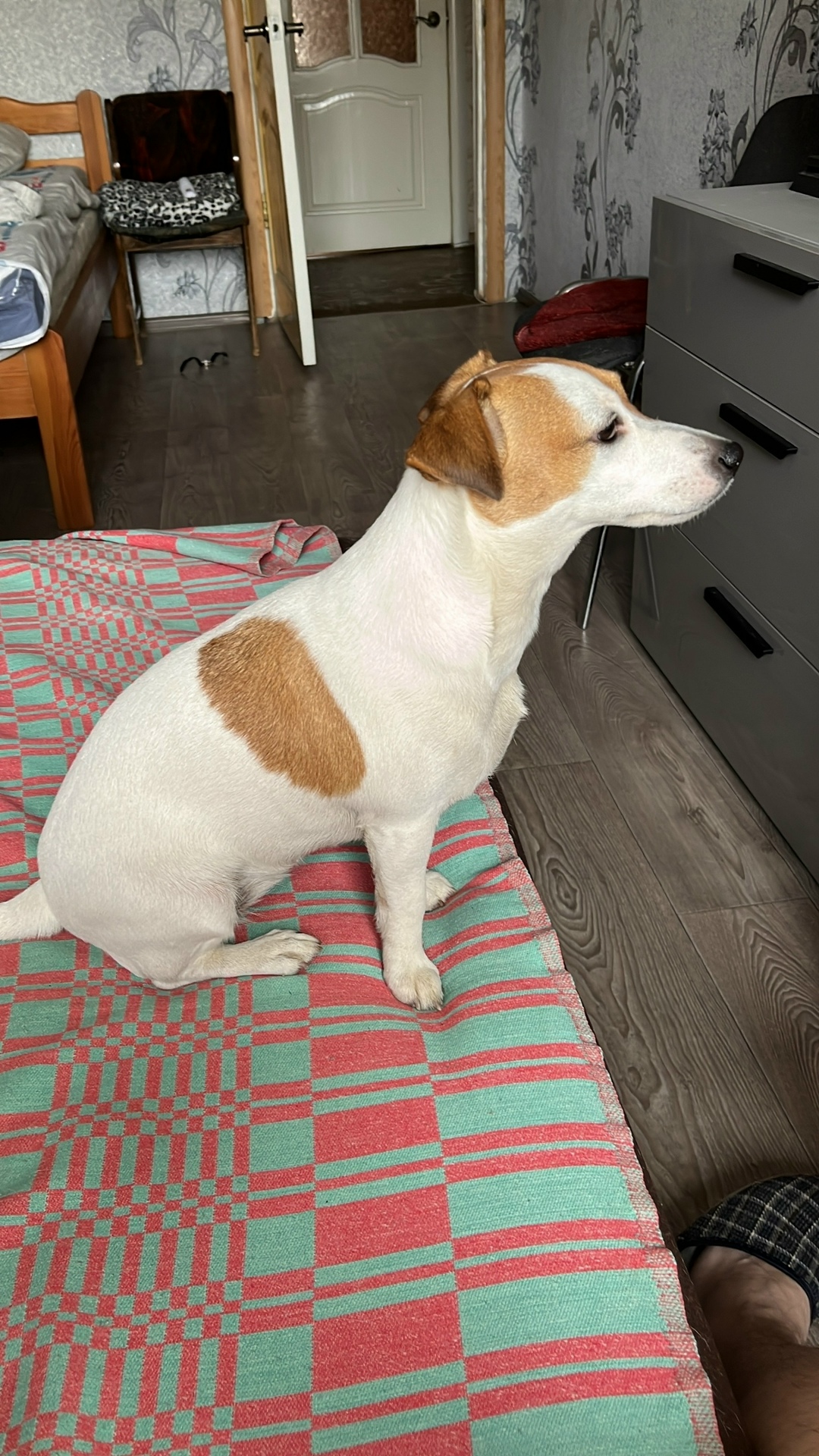 Пропала собака в Орехово-Зуеве — фото объявления