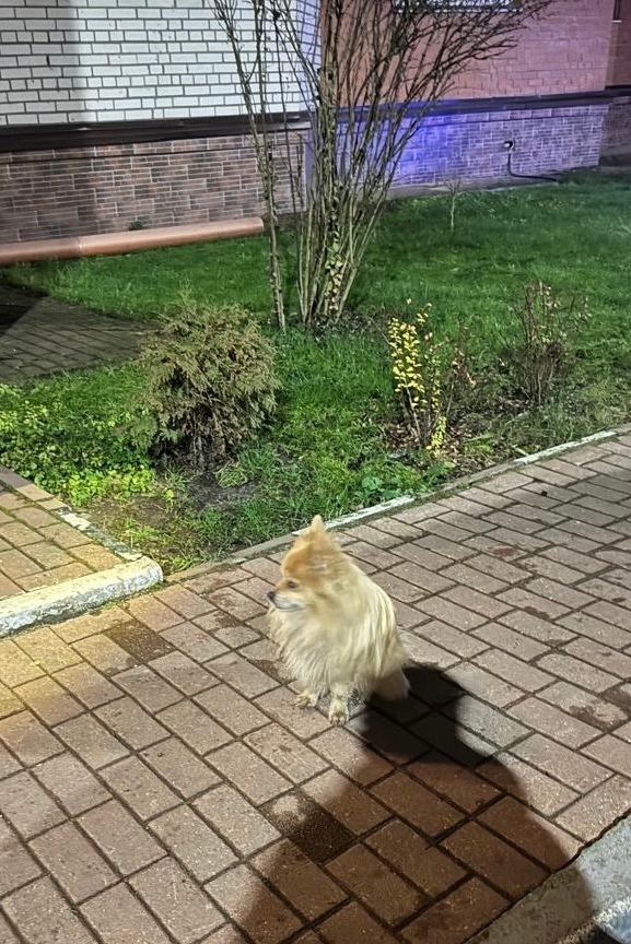 Найдена собака в Орехово-Зуеве — фото объявления