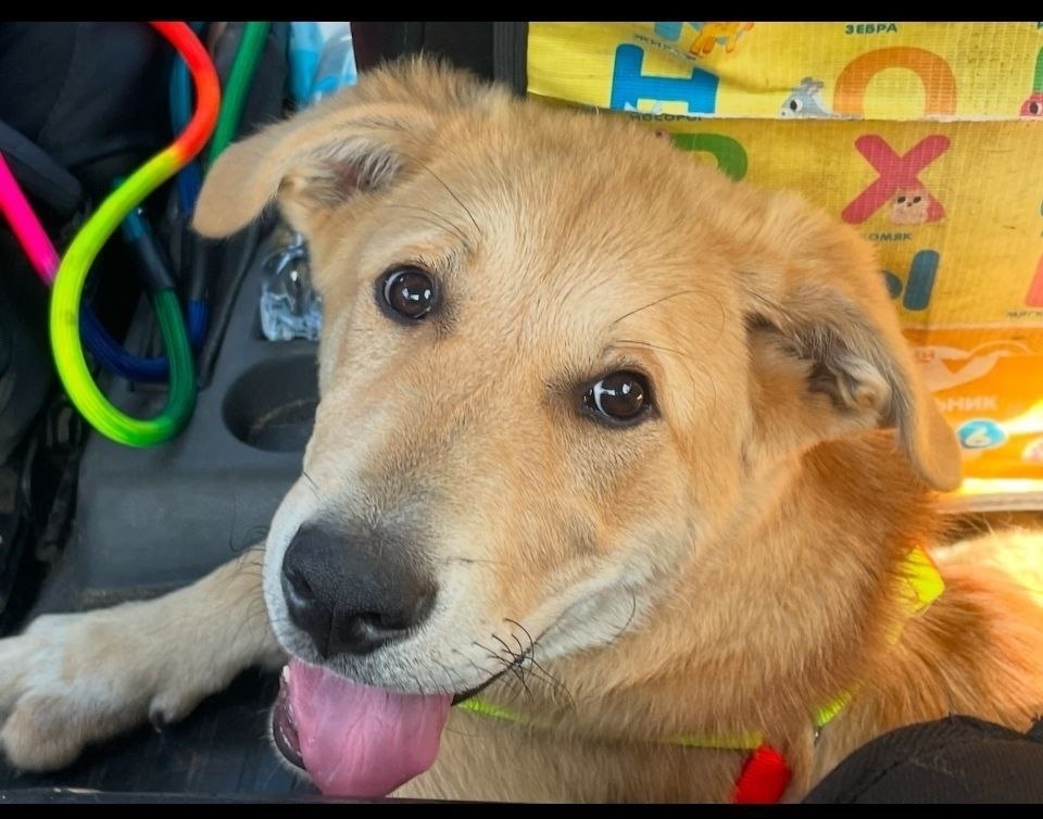 Пропала собака в Орехово-Зуеве — фото объявления