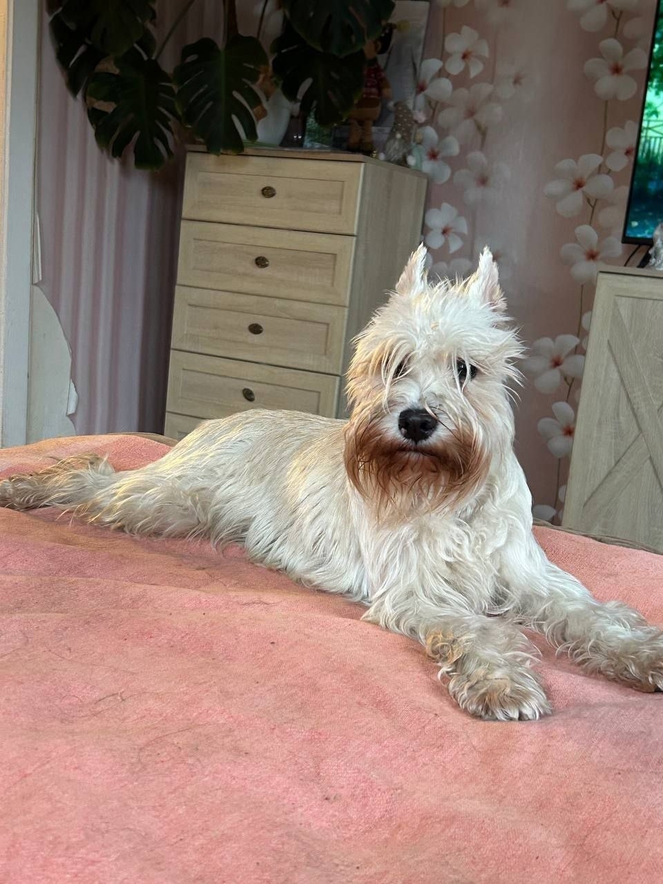 Найдена собака в Орехово-Зуеве — фото объявления