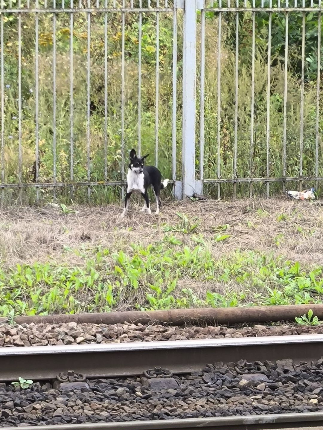 Пропала собака в Орехово-Зуеве — фото объявления