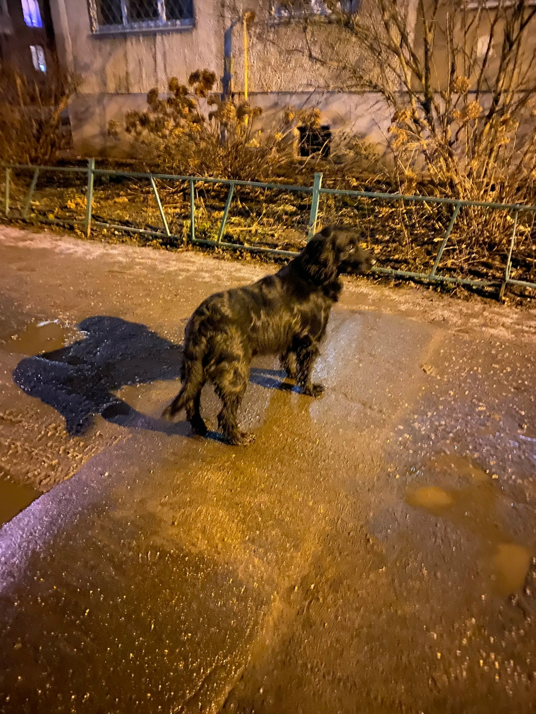 Пропала собака в Орехово-Зуеве — фото объявления