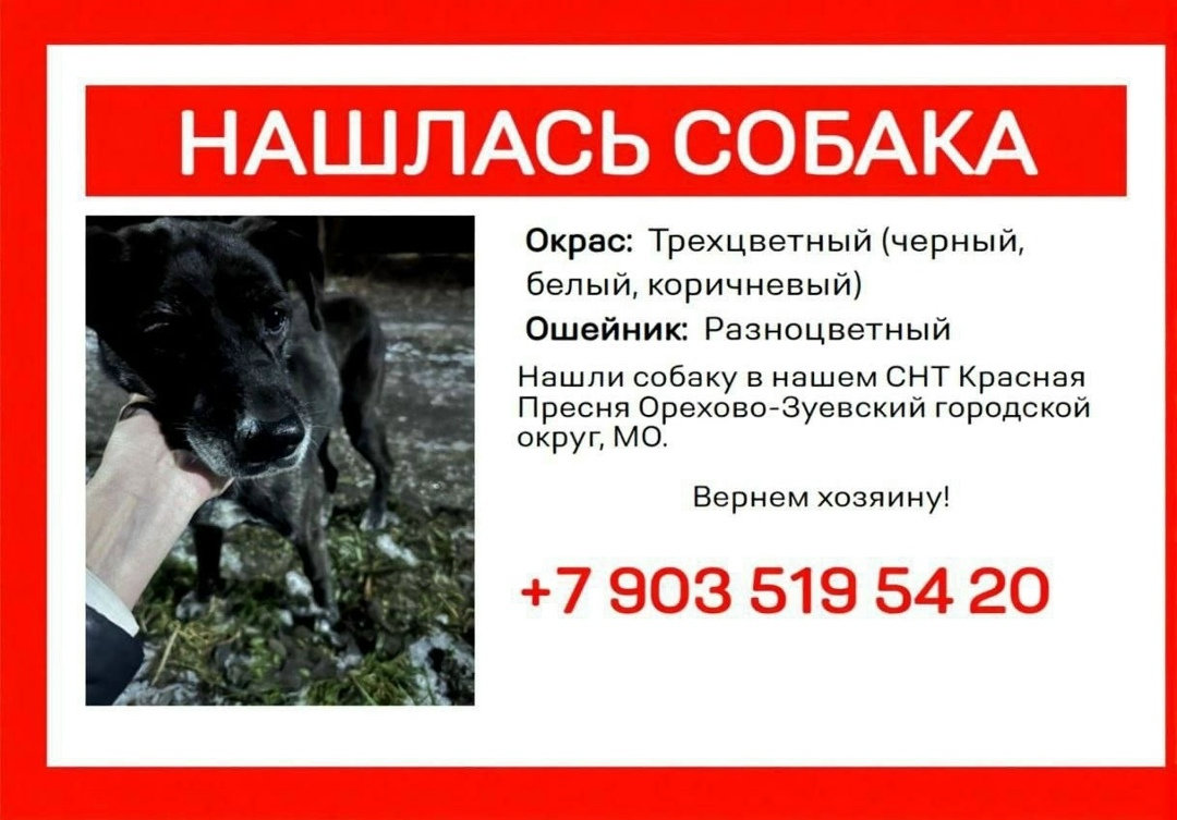 Найдена собака в Орехово-Зуеве — фото объявления