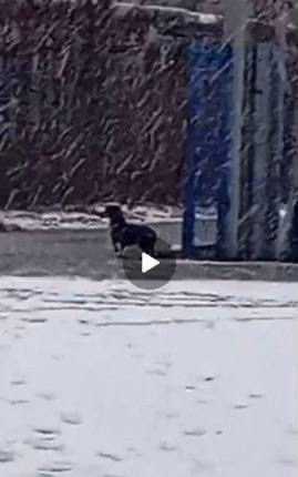 Пропала собака в Орехово-Зуеве — фото объявления