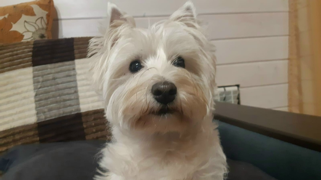 Пропала собака в Орехово-Зуеве — фото объявления