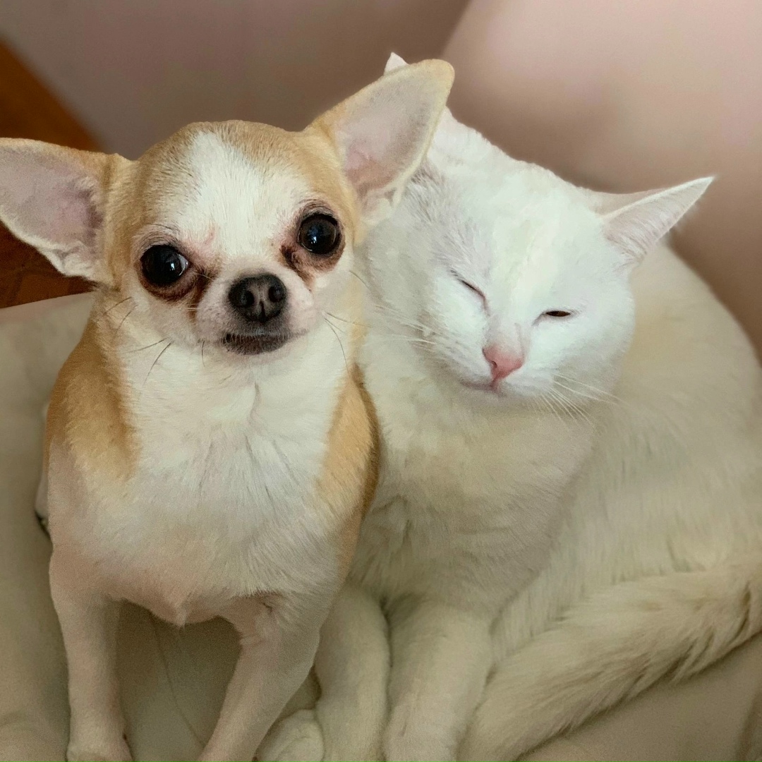 Пропала собака в Орехово-Зуеве — фото объявления