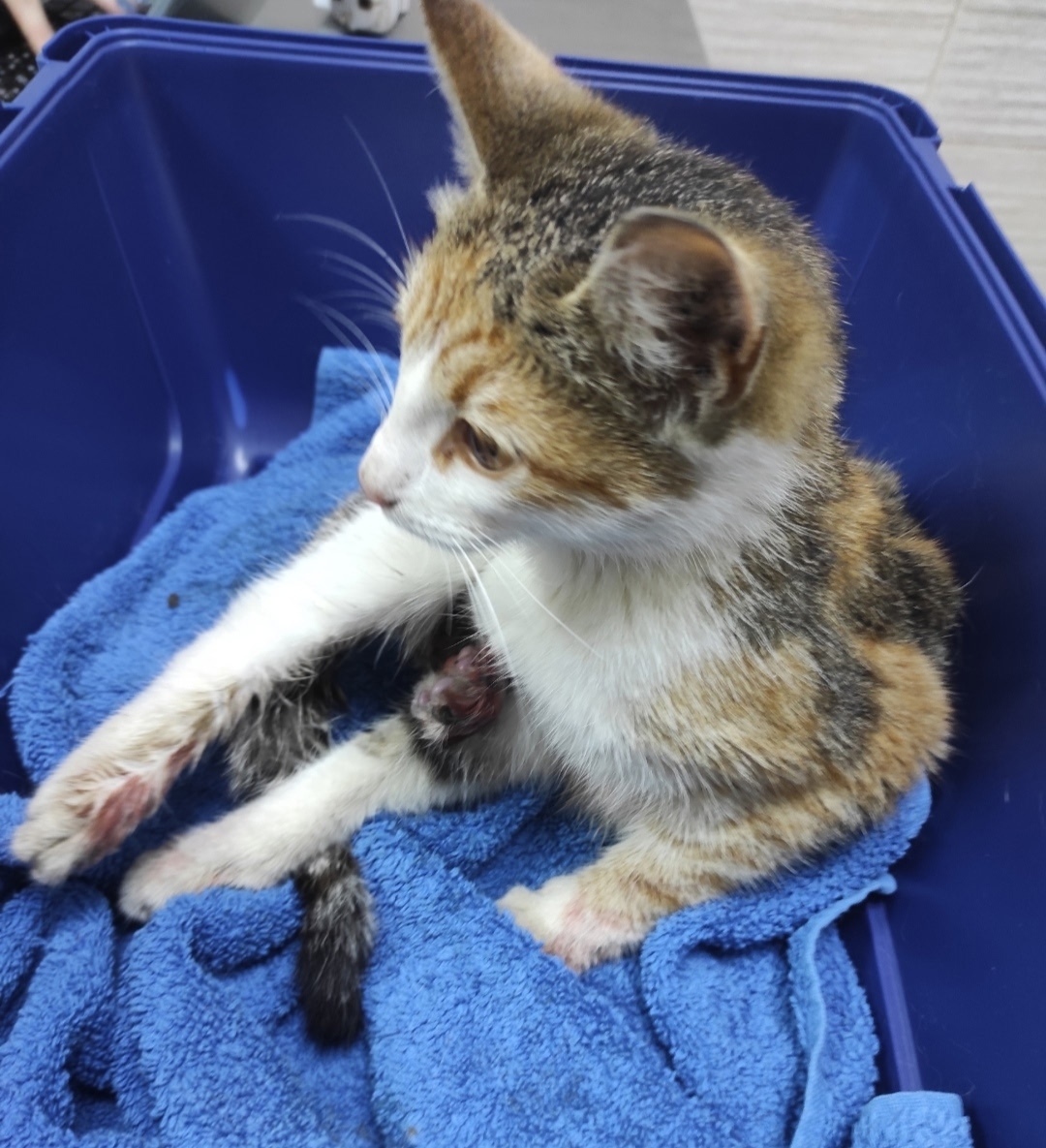 Найдена кошка в Орехово-Зуеве — фото объявления