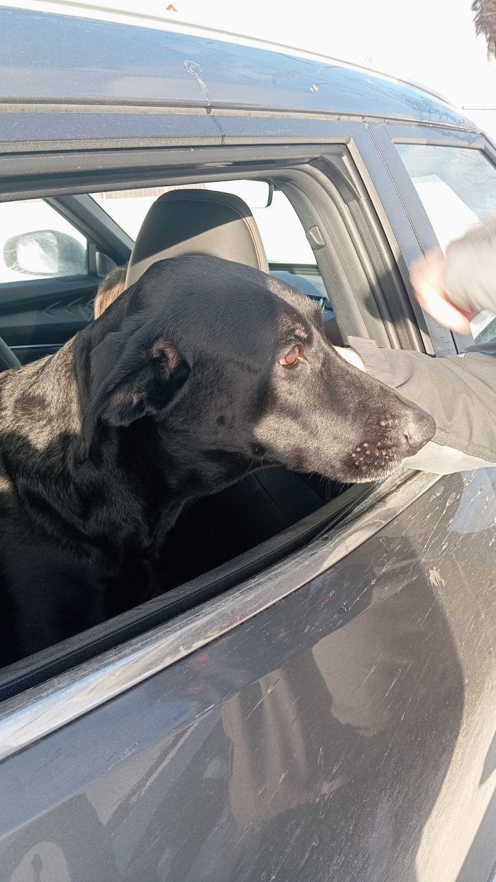 Найдена собака в Орехово-Зуеве — фото объявления