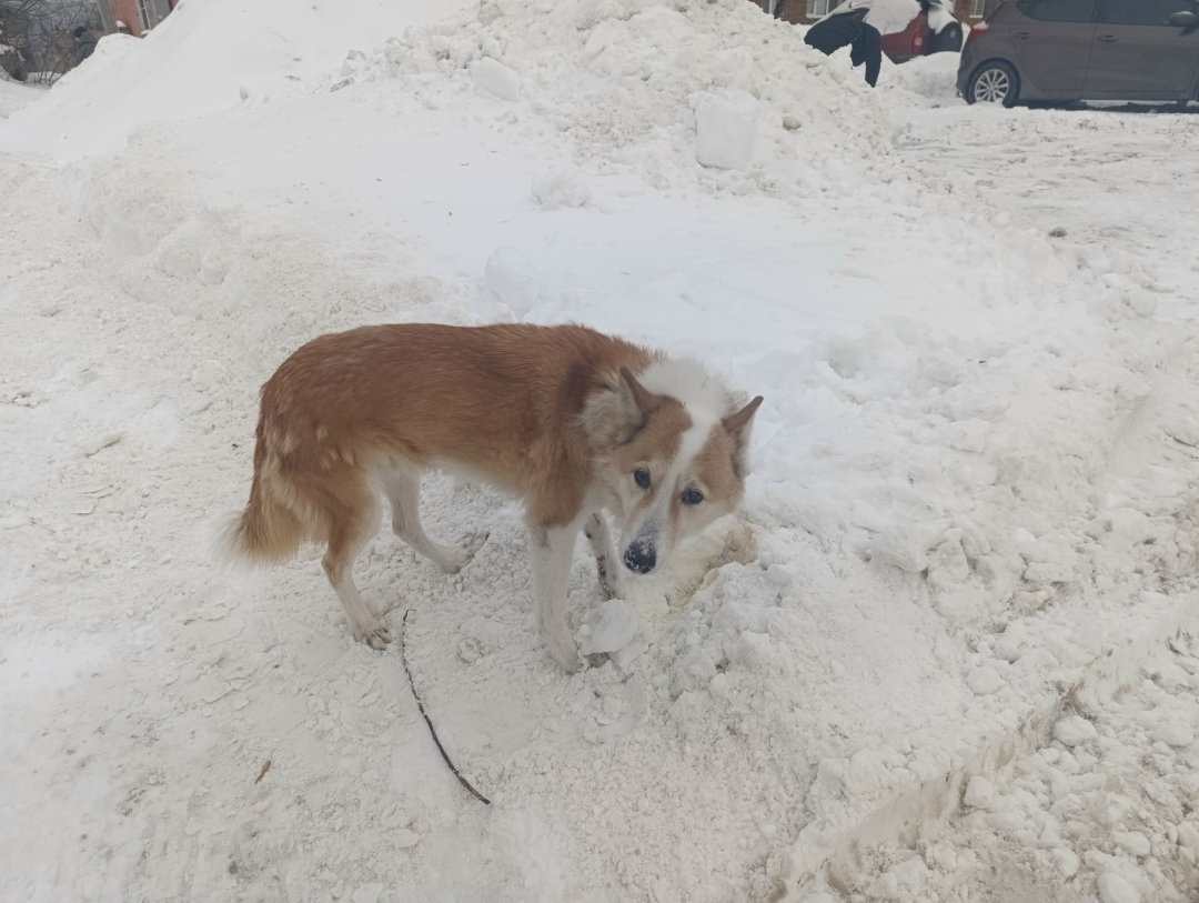 Найдена собака в Орехово-Зуеве — фото объявления