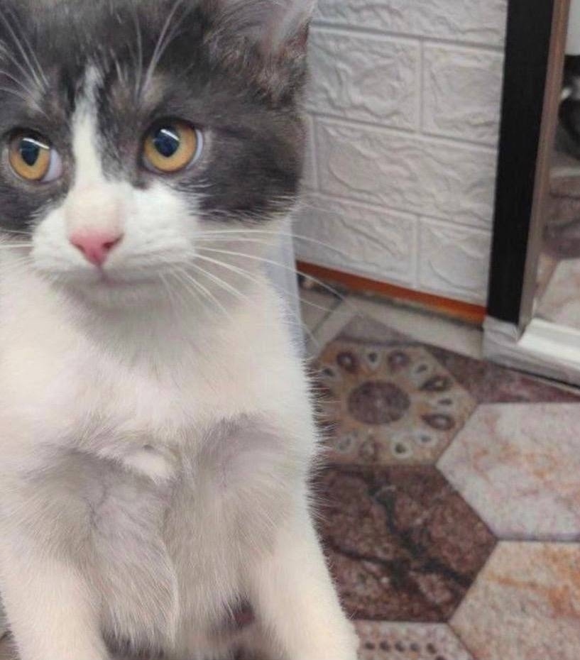 Найдена кошка в Долгопрудном — фото объявления