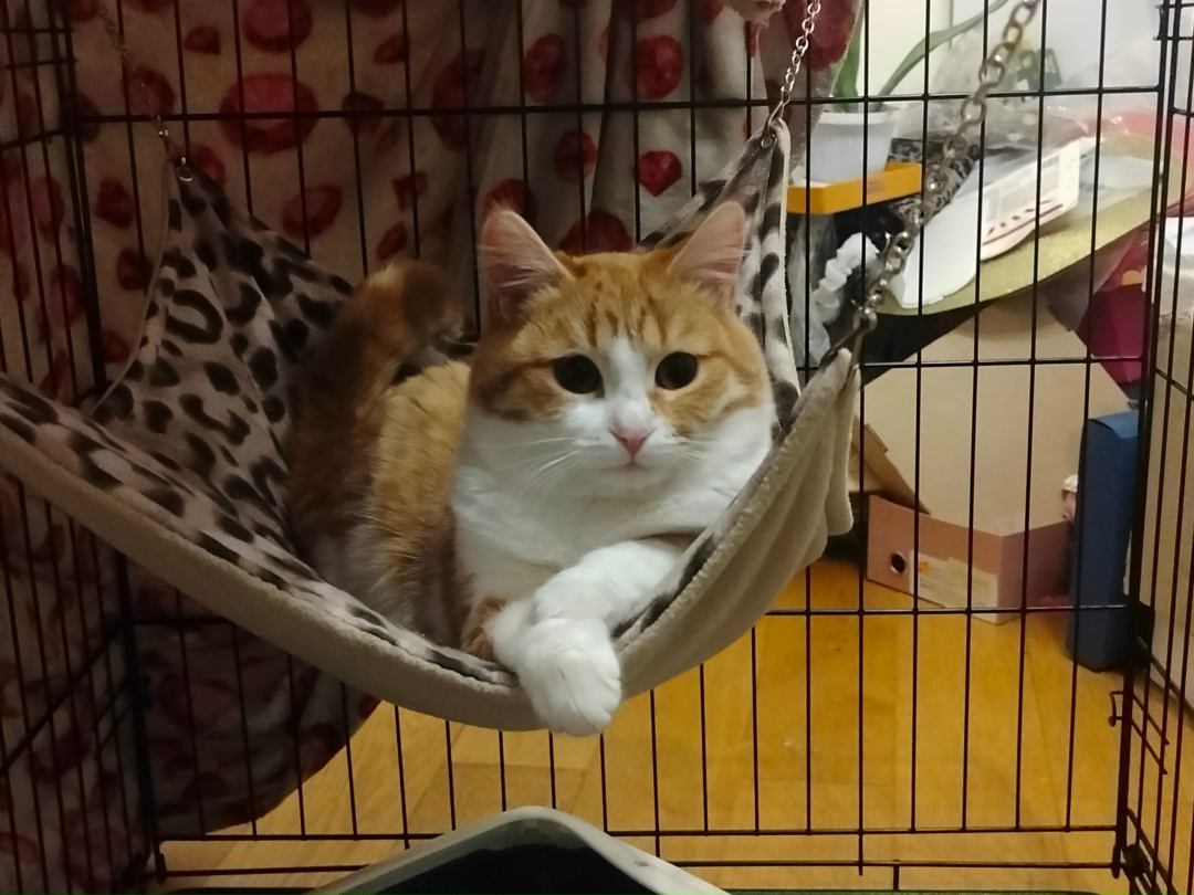 Найдена кошка в Долгопрудном — фото объявления