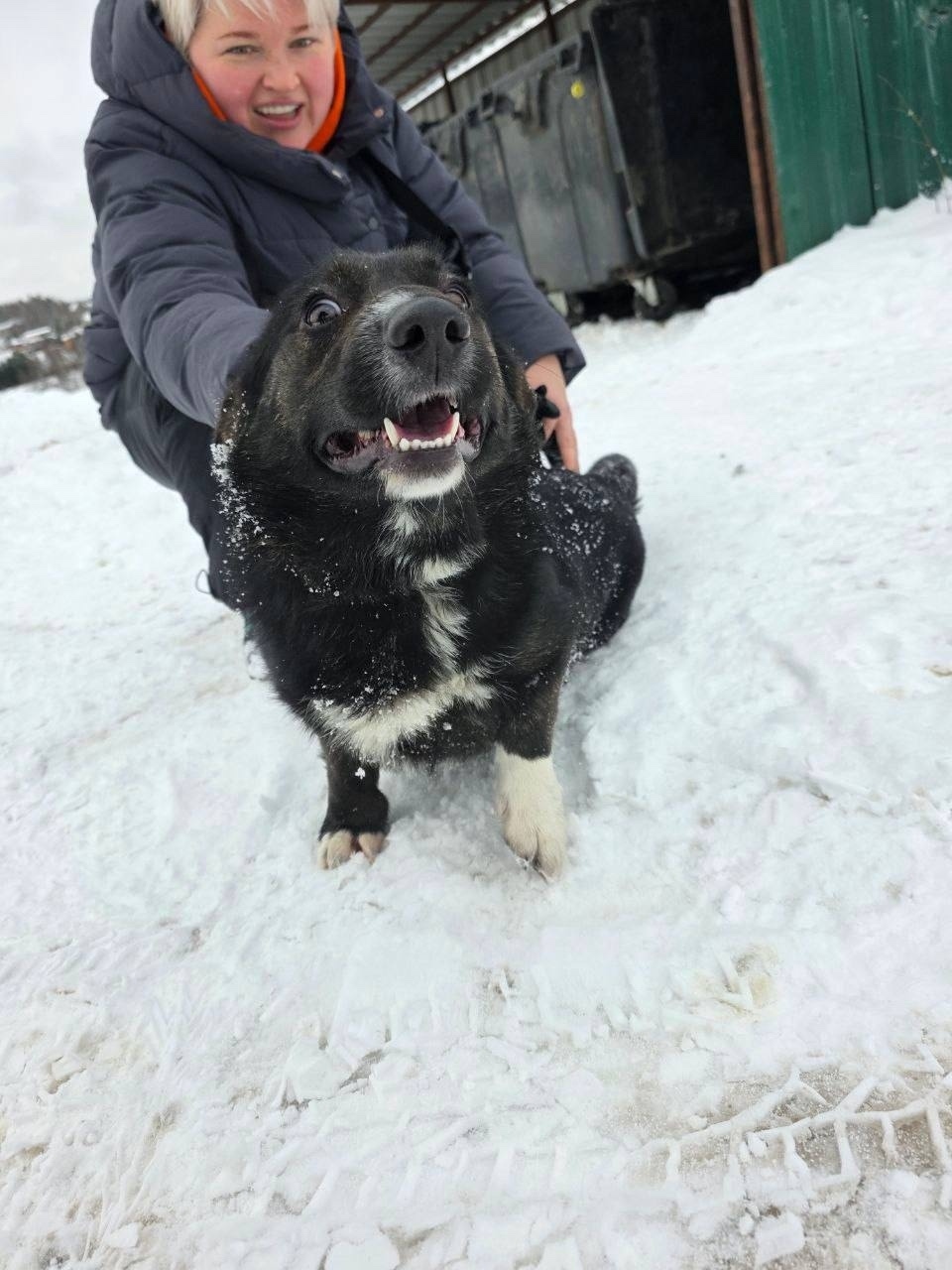 Найдена собака в Долгопрудном — фото объявления