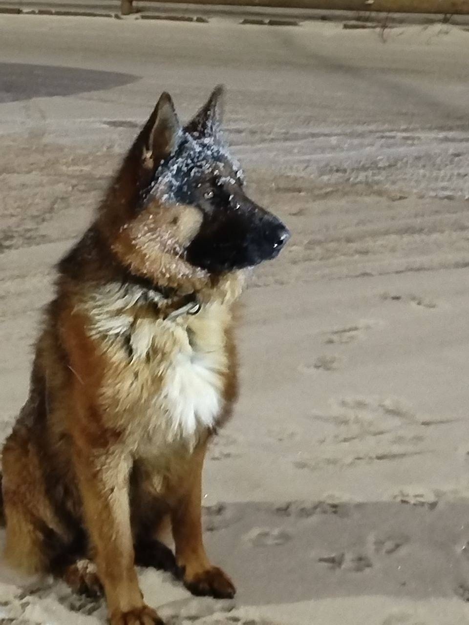 Пропала собака в Долгопрудном — фото объявления