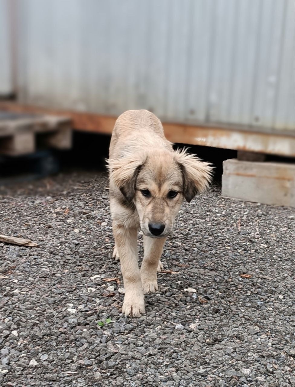 Найдена собака в Долгопрудном — фото объявления