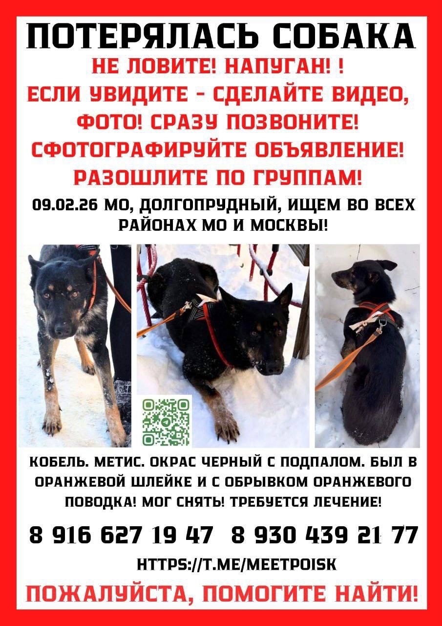 Пропала собака в Долгопрудном — фото объявления