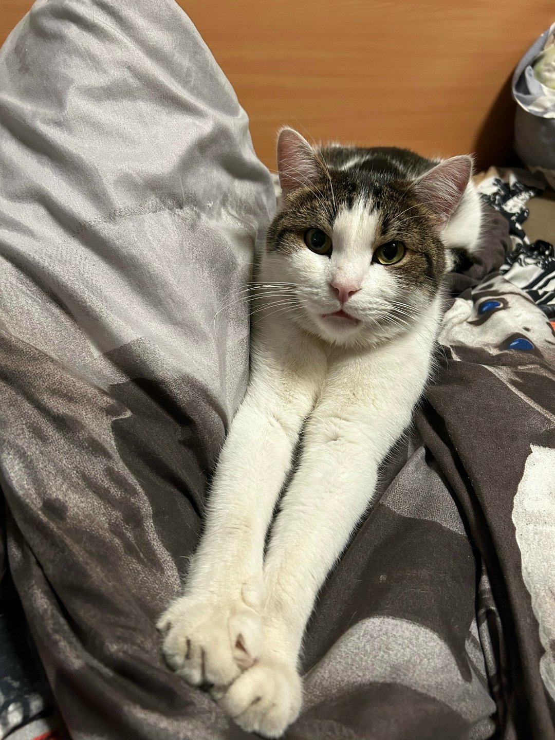 Пропала кошка в Долгопрудном — фото объявления