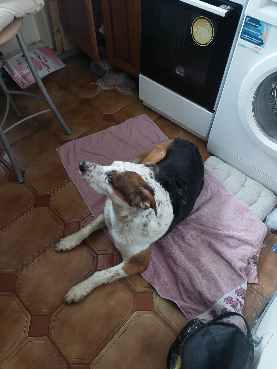 Найдена собака в Долгопрудном — фото объявления