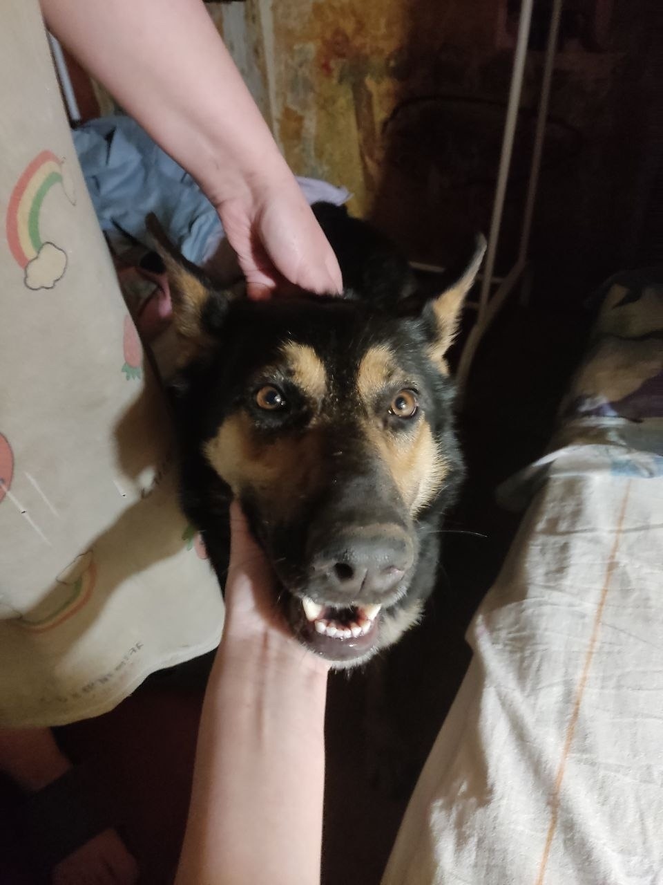 Найдена собака в Долгопрудном — фото объявления