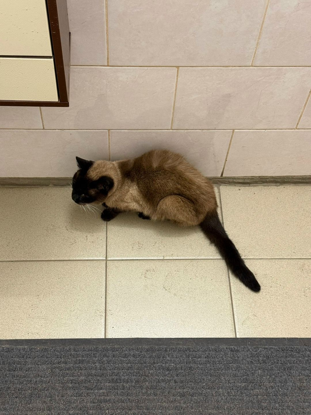 Найдена кошка в Долгопрудном — фото объявления