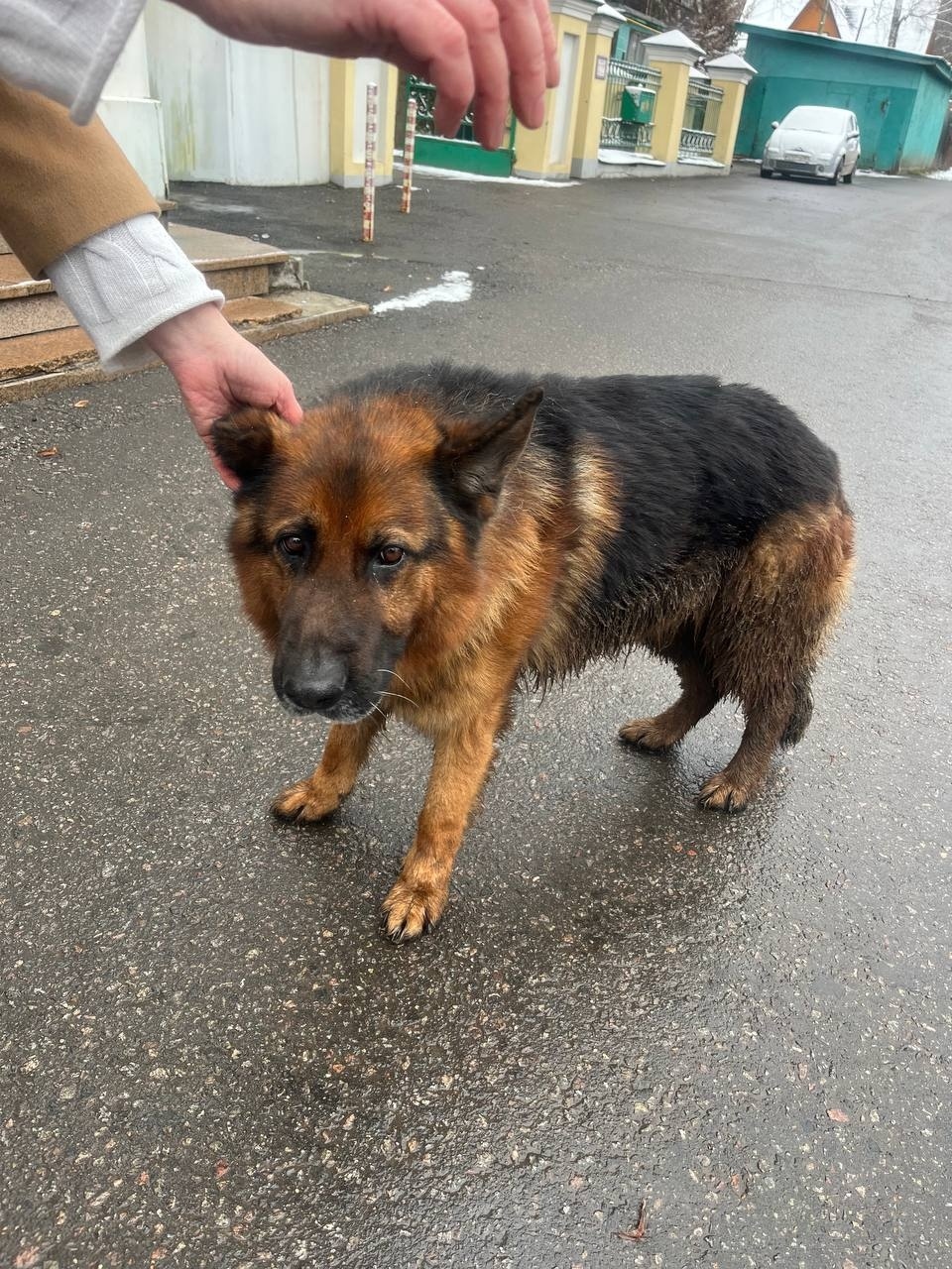 Найдена собака в Долгопрудном — фото объявления