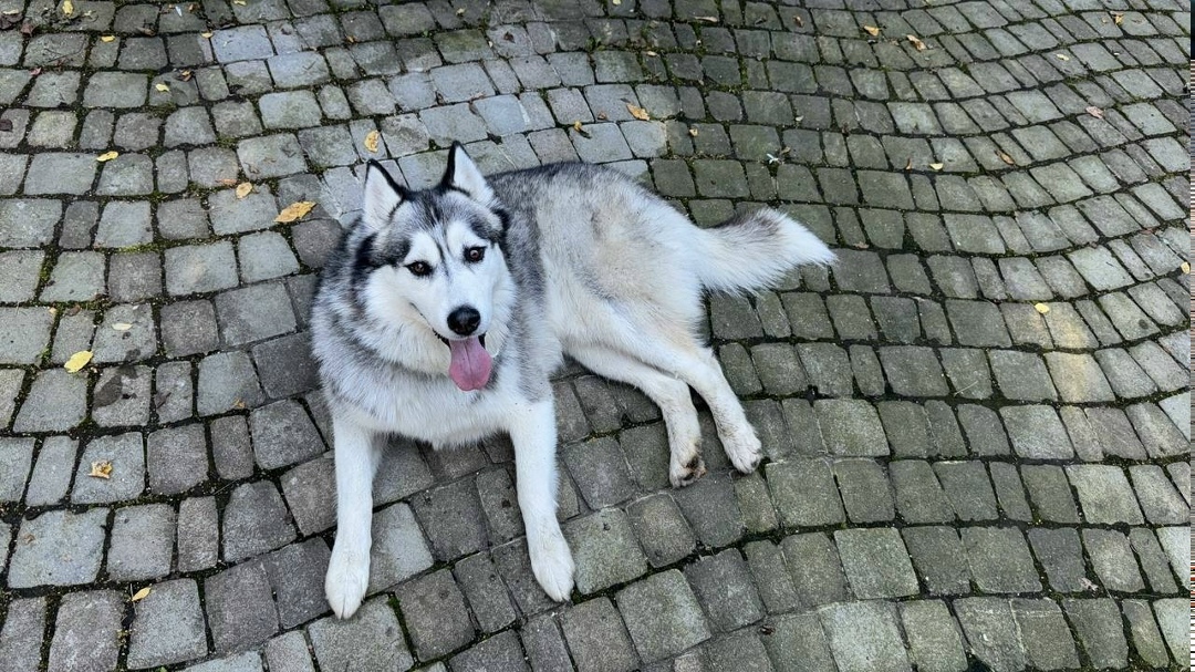 Найдена собака в Долгопрудном — фото объявления