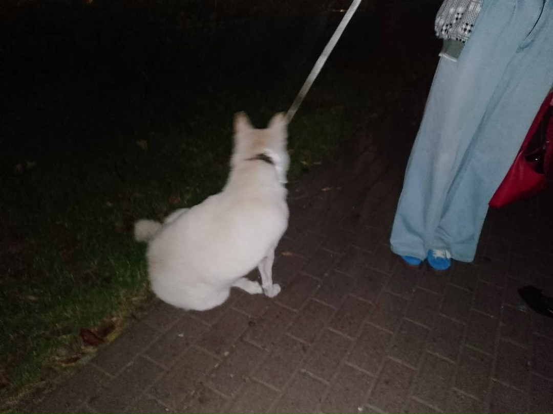 Найдена собака в Долгопрудном — фото объявления